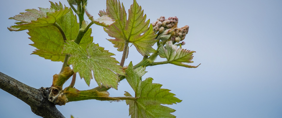 Du vignoble au verre
