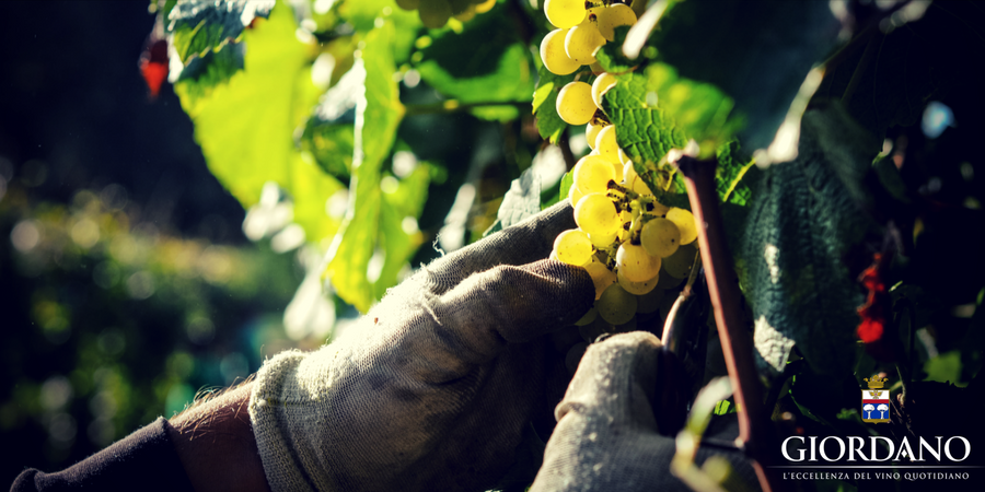 Les métiers du vin, une passion qui commence de la terre Les métiers du vin, une passion qui commence de la terre