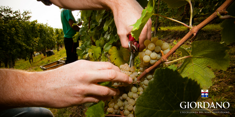 Septembre, le temps des vendanges dans le Piémont ! Septembre, le temps des vendanges dans le Piémont !