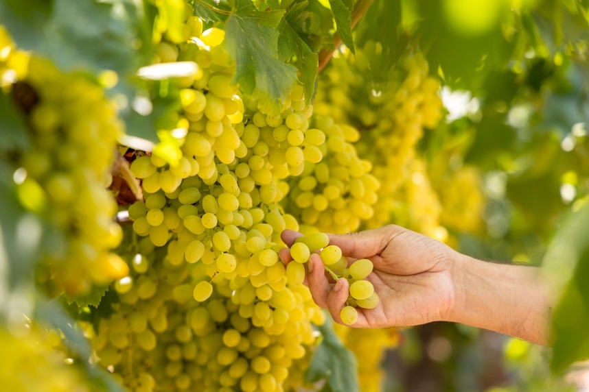 Meilleurs Chardonnay et accords gourmands